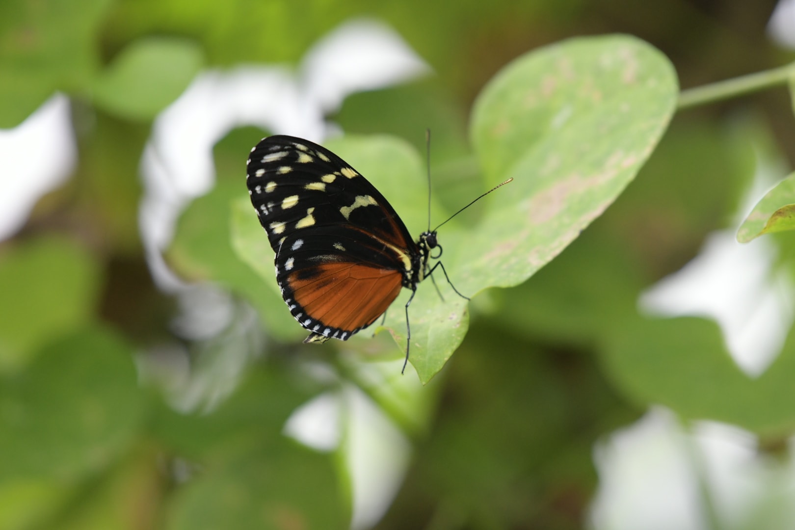 Tiger Passion Butterfly